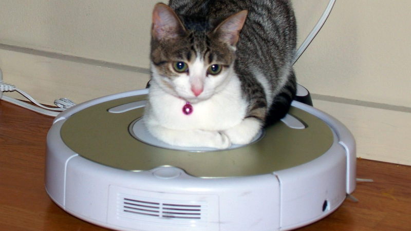 Illustration for article titled 19 Adorable Animals Using Technology Adorably